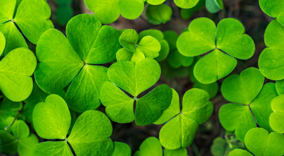 Skarb z lasu, a Polacy podziwiają, zamiast jeść. Czyści krew, zaskakuje smakiem