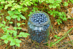 Koniec zbierania jagód w lesie? Lasy Państwowe ostrzegają