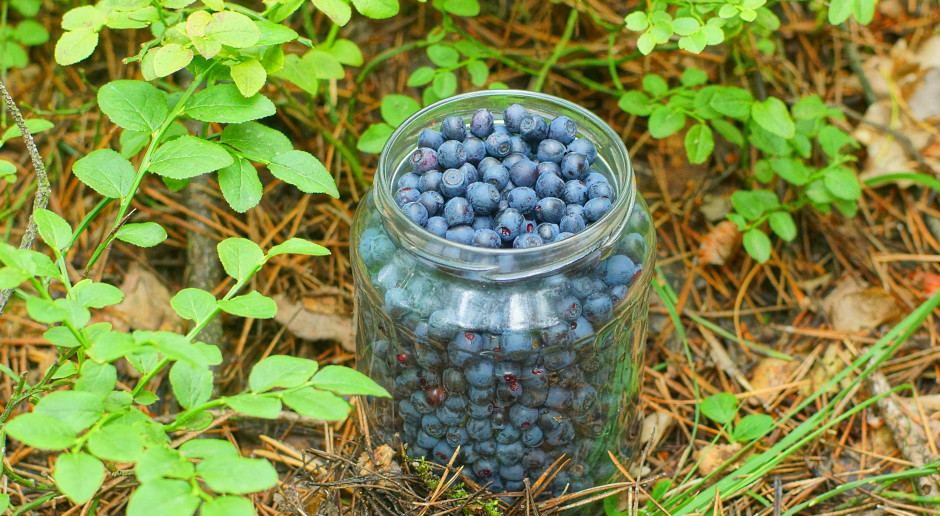 Koniec zbierania jagód w lesie? Lasy Państwowe ostrzegają