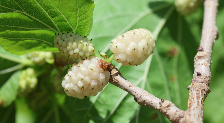 Rośnie na działkach i w ogrodach. Odchudza, blokuje apetyt na słodkie