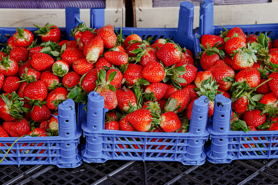Eksperci alarmują: tak rozpoznasz polskie truskawki. Ten detal zdradza prawdę