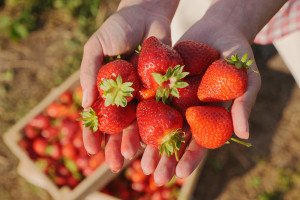 Jak najlepiej przechowywać truskawki? Zapomnij o lodówce i misce