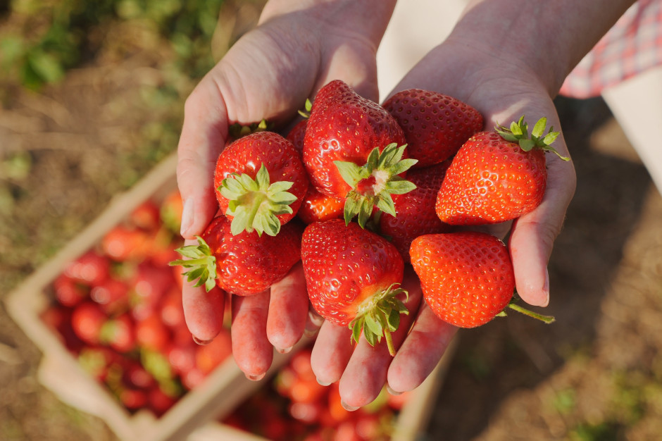 Jak najlepiej przechowywać truskawki? Zapomnij o lodówce i misce