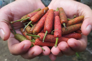 W suplementach bije teraz rekordy popularności. Nikt nie mówi o ciemnej stronie