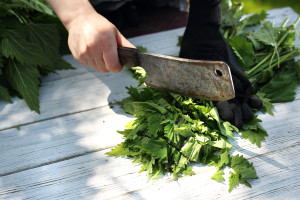 Kiedyś chwast, dziś superfood. Rośnie pod każdym płotem, można rwać i jeść