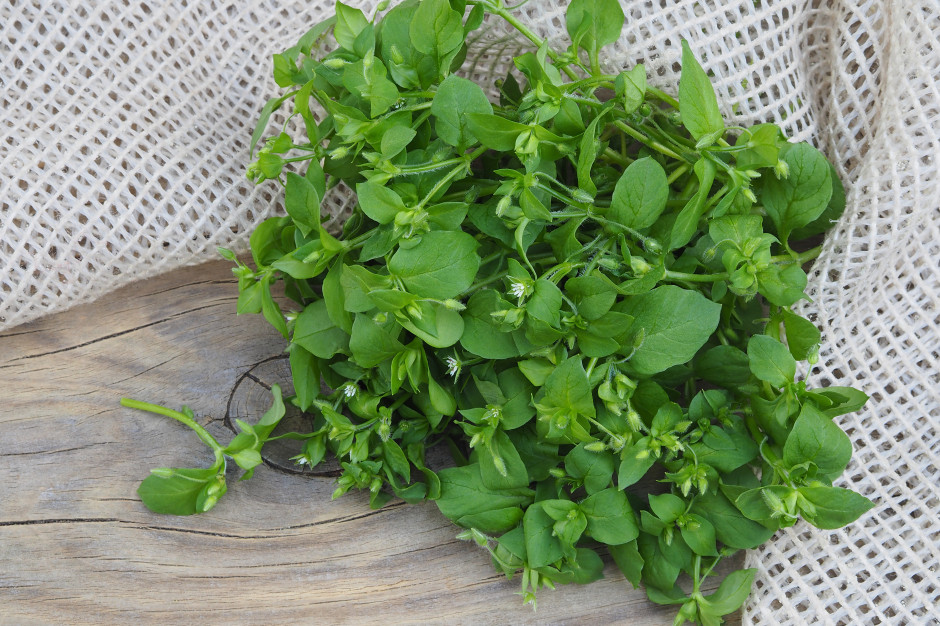 Ptasia mięta rośnie pod nogami. Większość depcze, a to naturalna multiwitamina