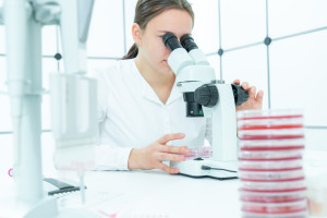 Przełom w leczeniu blizn po zawałach? Organoidy serca już po testach na świniach