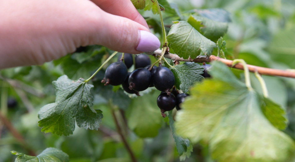 Truskawki i maliny się chowają. Aż 182 mg witaminy C w małej porcji