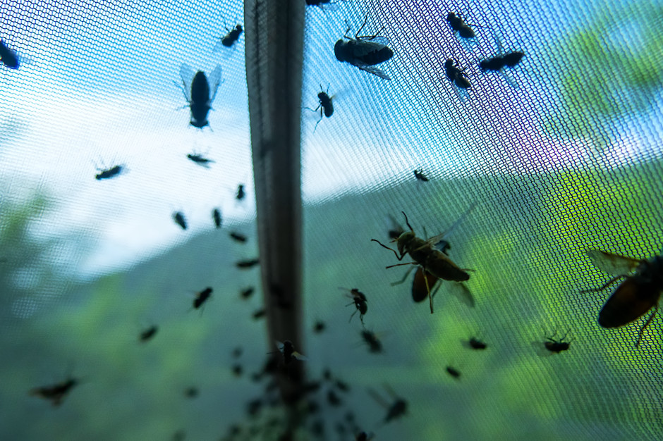 Plaga nad polskimi wodami. Gryzą, powodują obrzęki i krwawe rany
