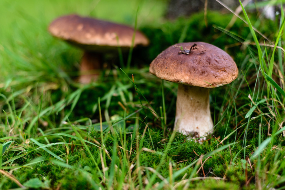 Grzybiarze ich wypatrują, a sanepid ostrzega: takich grzybów lepiej nie zbieraj