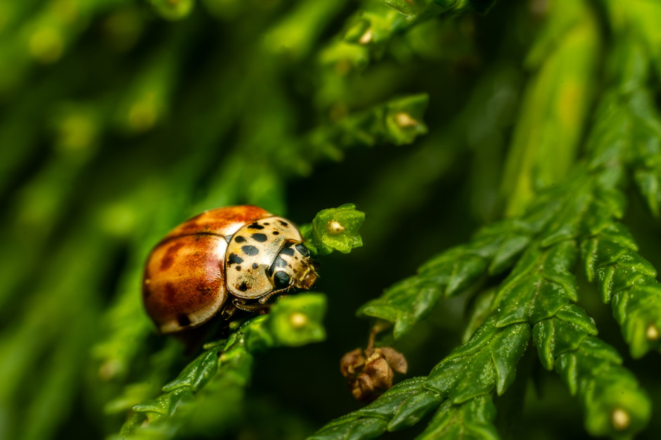 Wchodzą do domów i mieszkań chmarami. Jesienna plaga już się zaczęła