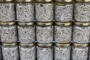30 tys. zł za kilogram. W Hiszpanii to rarytas bogaty w witaminę D i kwasy omega-3